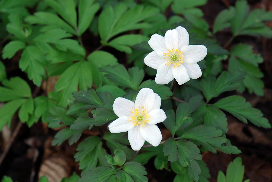 Anemonoides nemorosa / Anemone dei boschi